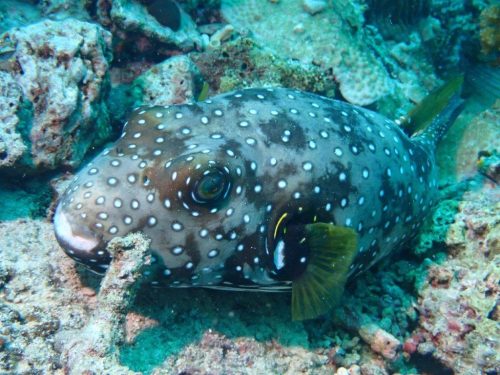 Fish-3