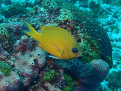 Fish-4