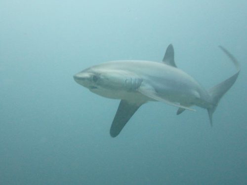 Fish-45