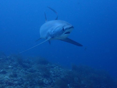 Fish-46