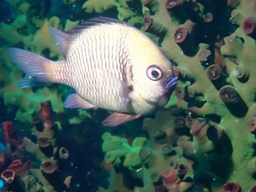 Fish-5