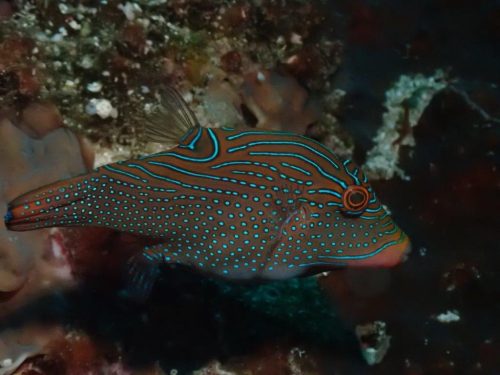 Fish-55