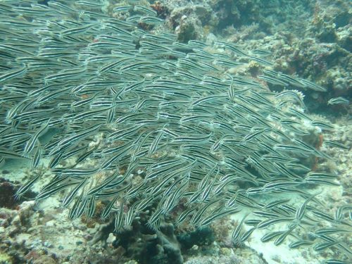 Fish-57