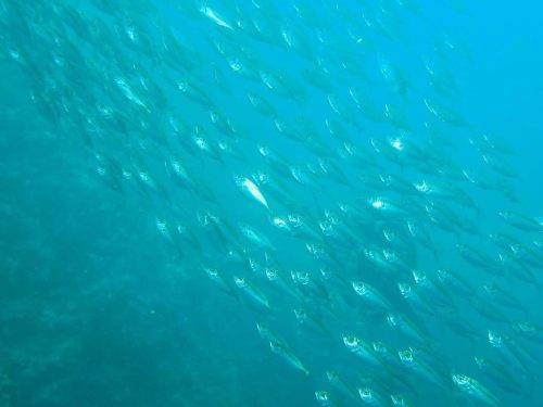 Fish-6
