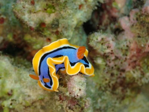 Nudi-1