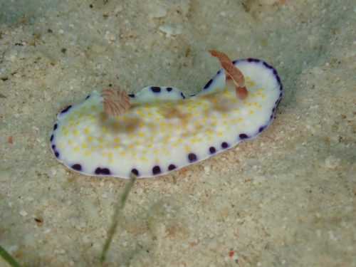 Nudi-11