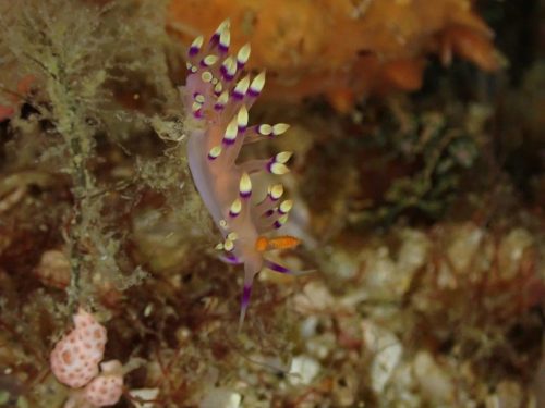 Nudi-12