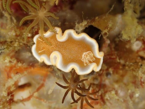 Nudi-13