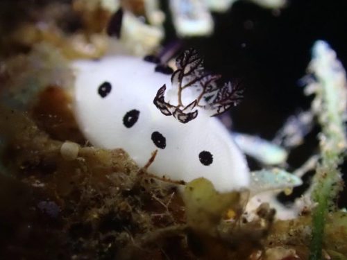 Nudi-14