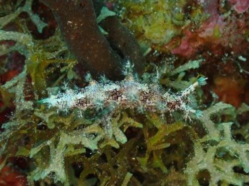 Nudi-15
