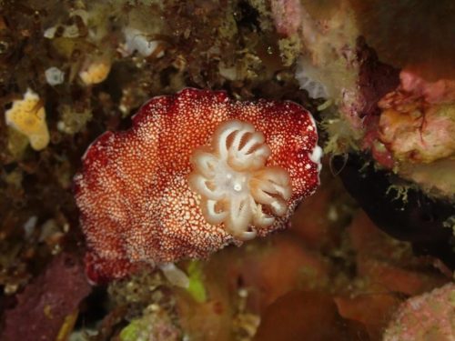 Nudi-16