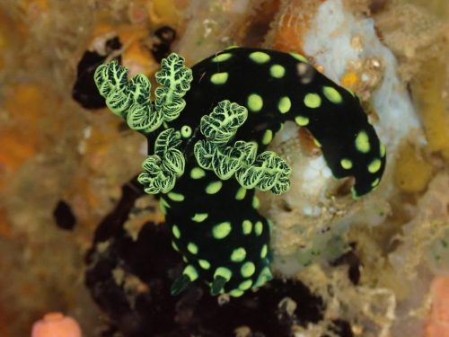 Nudi-17