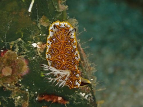 Nudi-18