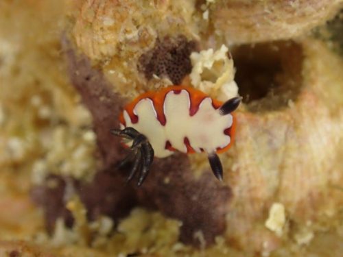 Nudi-19