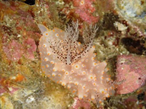 Nudi-20