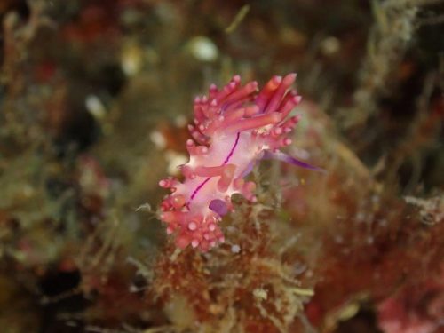 Nudi-21