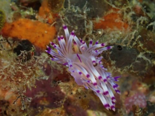 Nudi-22