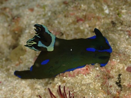 Nudi-23