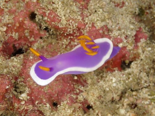 Nudi-24
