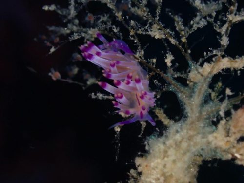 Nudi-25