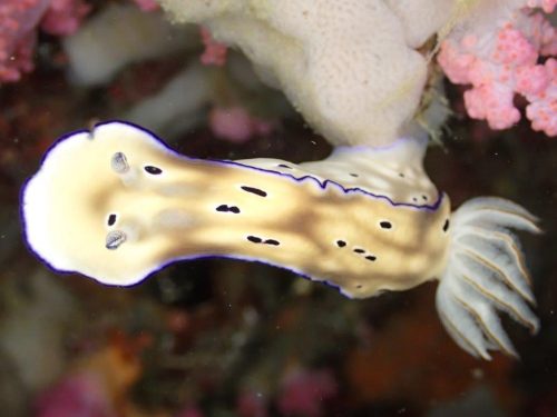 Nudi-26