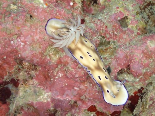 Nudi-27
