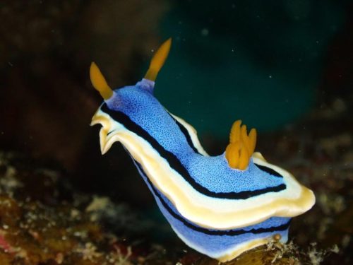 Nudi-28