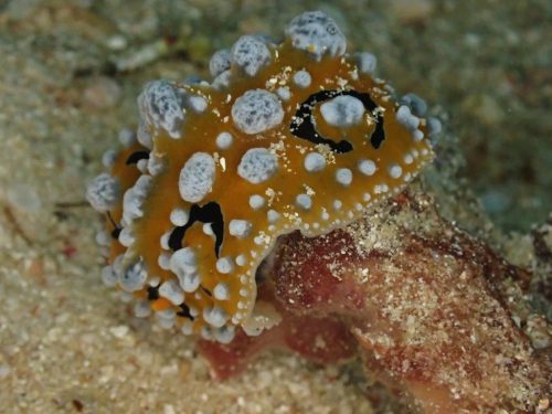 Nudi-29