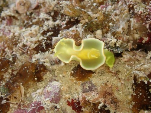 Nudi-30