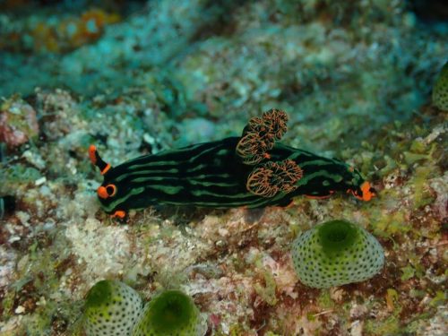Nudi-31