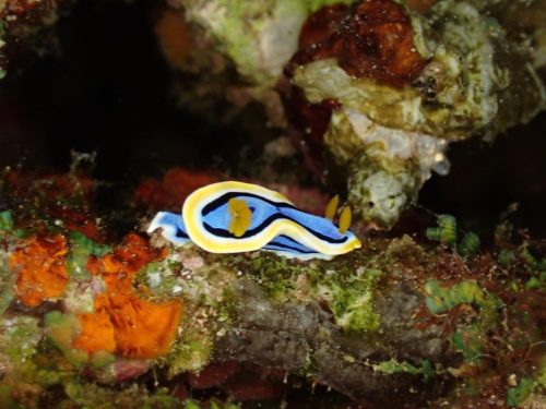 Nudi-32