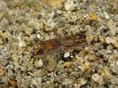 Nudi-33