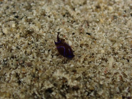 Nudi-34