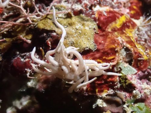 Nudi-35