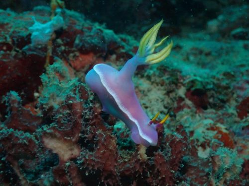 Nudi-36