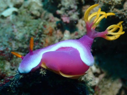 Nudi-37