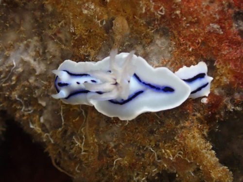 Nudi-38
