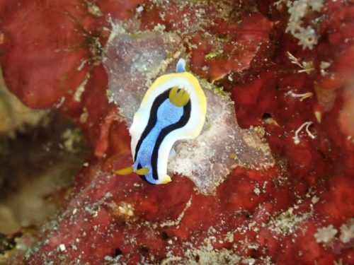 Nudi-39