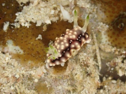 Nudi-40