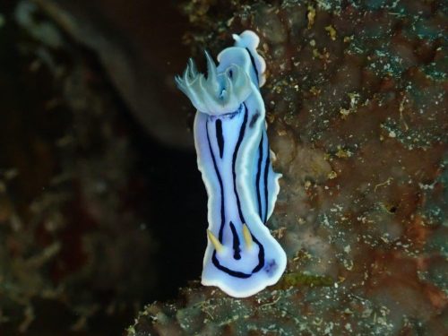 Nudi-41