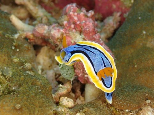 Nudi-42
