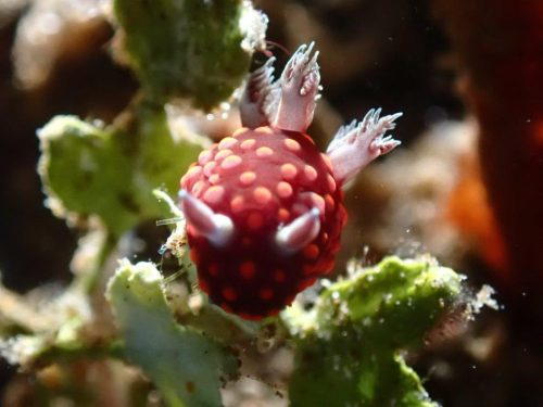 Nudi-43