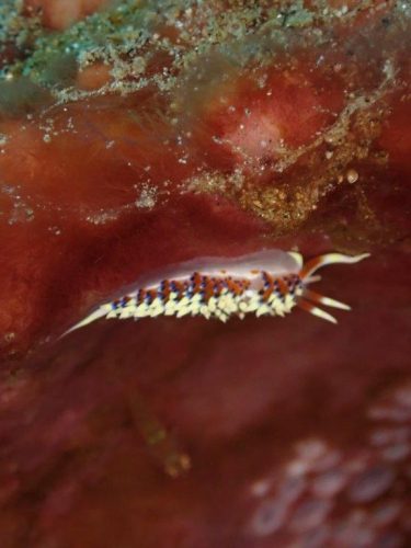 Nudi-44