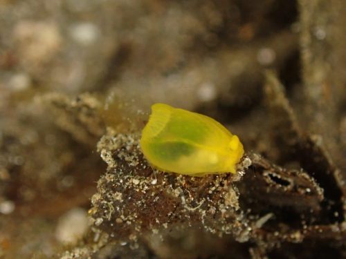 Nudi-45