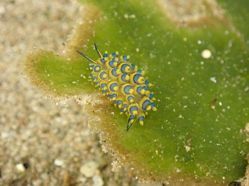 Nudi-46