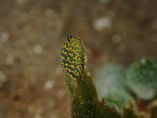 Nudi-47