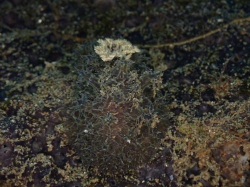 Nudi-48