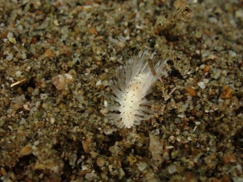Nudi-49