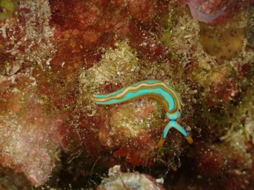 Nudi-50