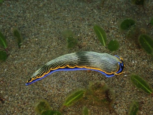 Nudi-52